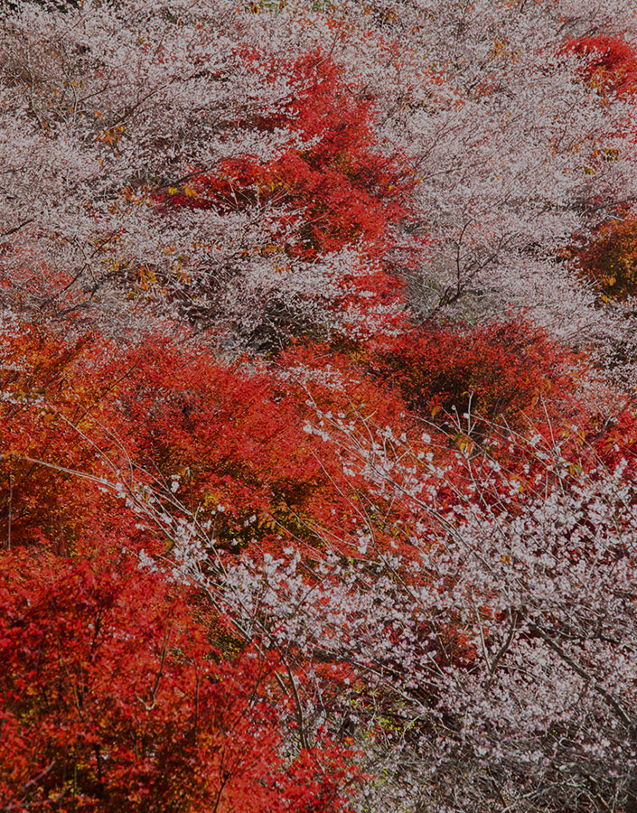 四季桜
