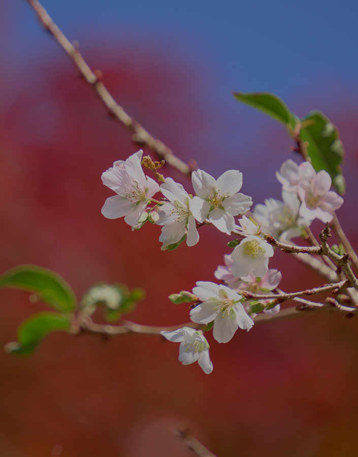 四季桜