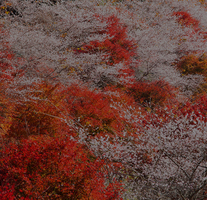 四季桜