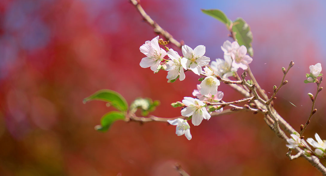 四季桜
