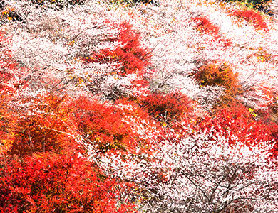 四季桜